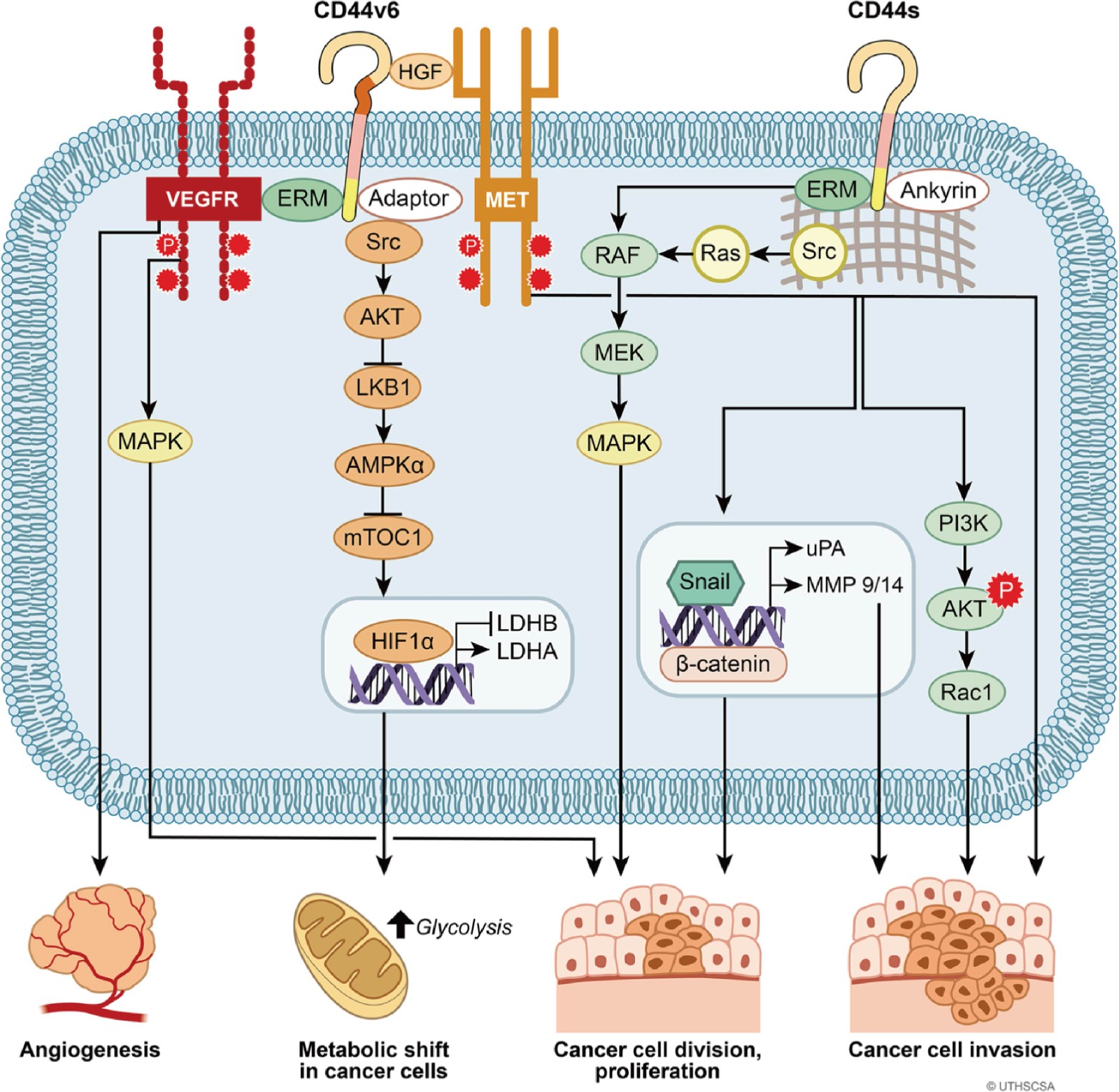 CD44 Gene Editing