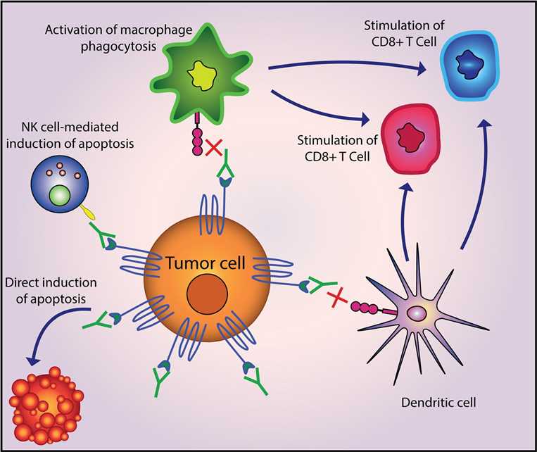 Figure 1. Antibodies targeting the CD47–SIRPα axis to treat cancer.