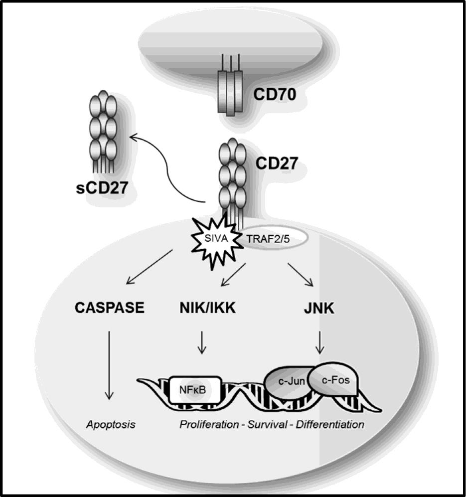 Figure 1. CD70-CD27 pathway.