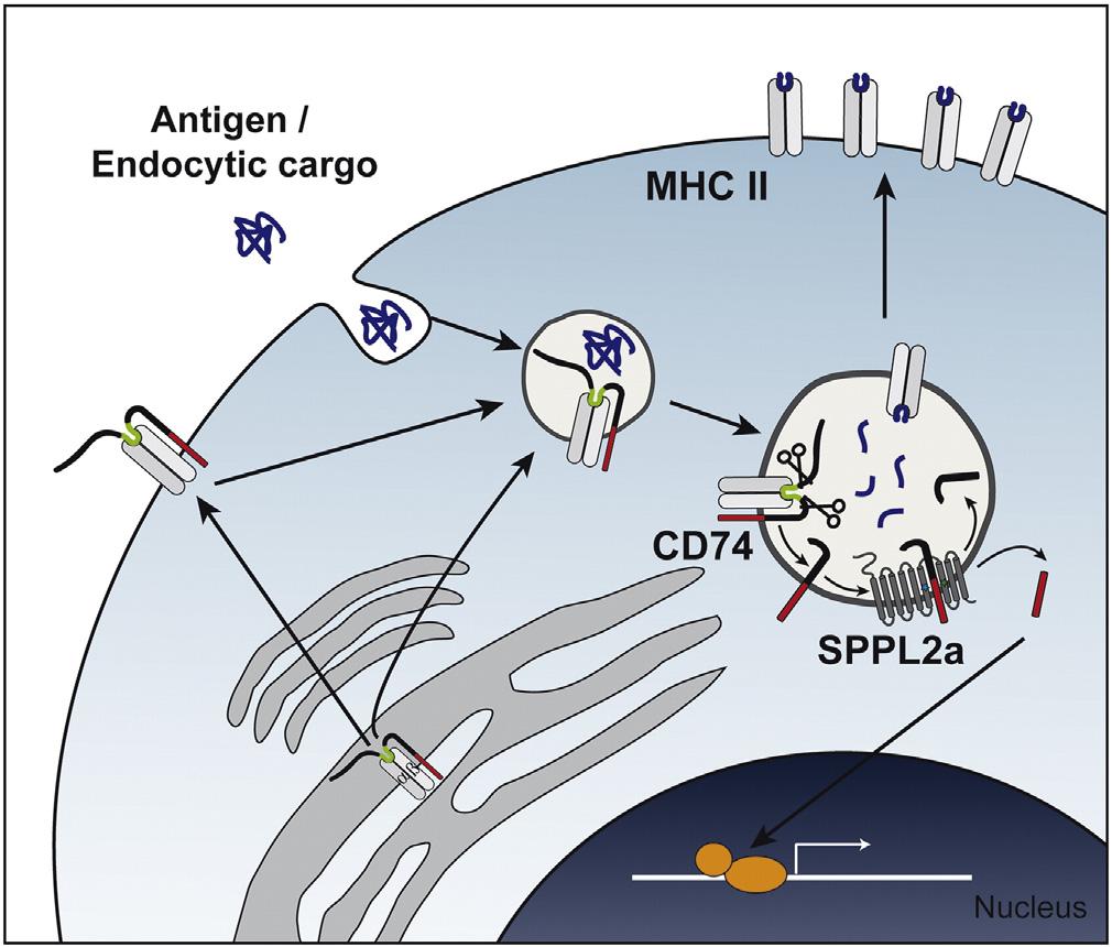 Figure 1. The role of CD74 in the MHCII antigen presentation pathway.