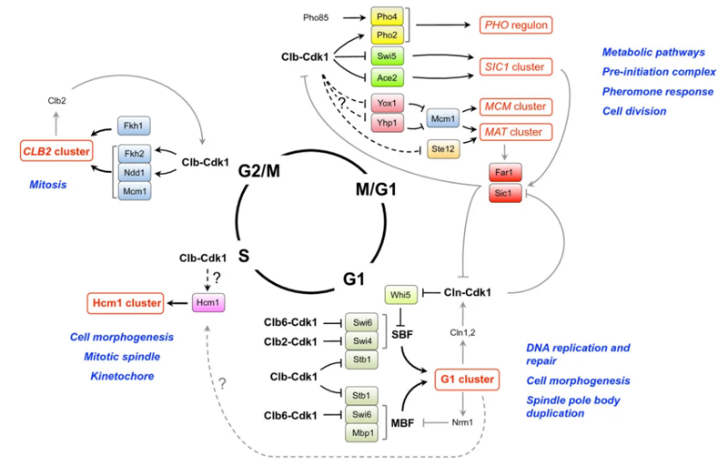  Regulation of transcriptional programs by Cdk1 during the cell cycle