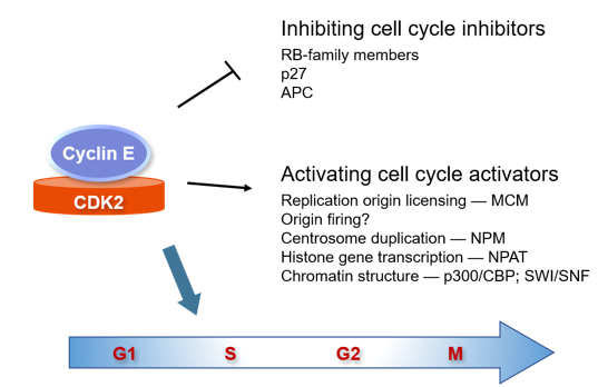  Cyclin E–CDK2: the way they were