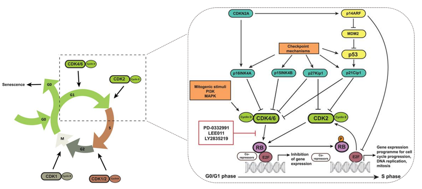 Schematic representation of the CDK4/6-Rb pathway 