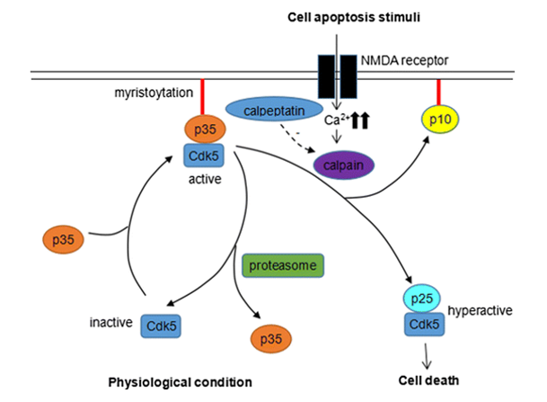 The regulatory mechanism of Cdk5 in neurons 