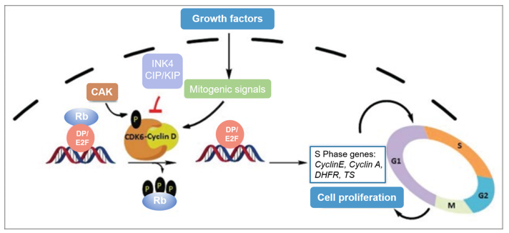 Schematic representation of the function and regulation of CDK6 