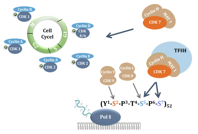  The functions of CDK7 