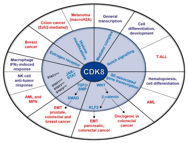 CDK8 function and its relationship with physiological (purple) and pathological (red) conditions (outer circle). 