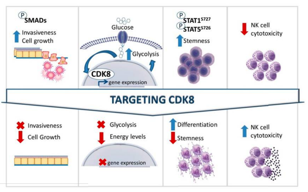 Potential therapeutic benefits of targeting CDK8 in cancer. 