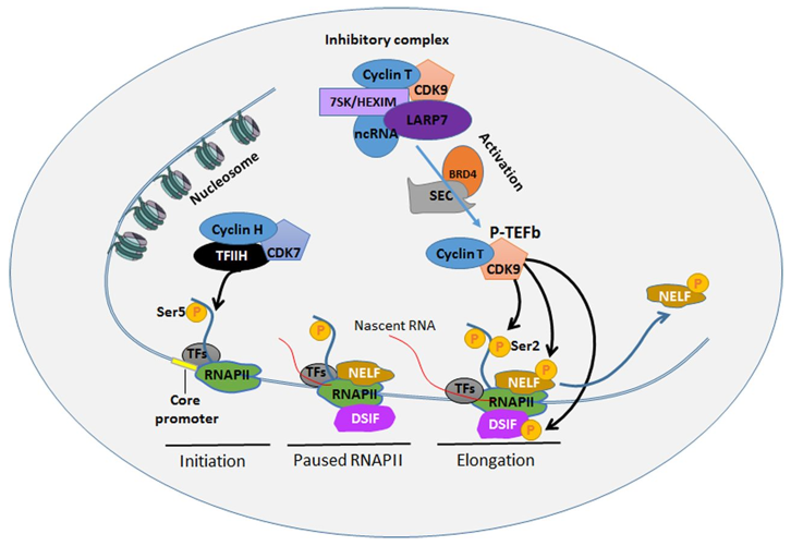 Regulation of transcription by CDK9. 