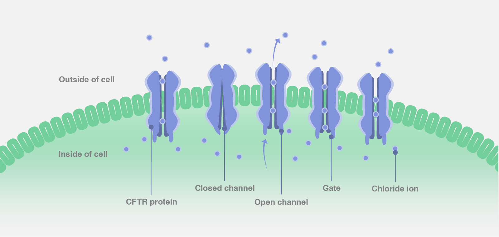 CFTR Gene Editing