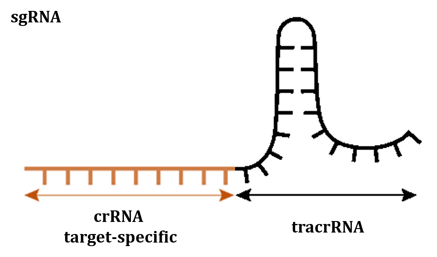 CRISPR Basic Services