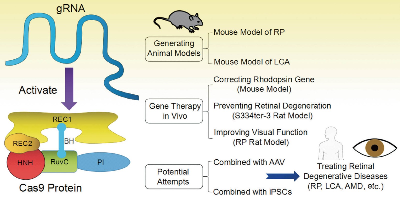 Structure and applications of CRISPR/Cas9 in retinal degenerative diseases.