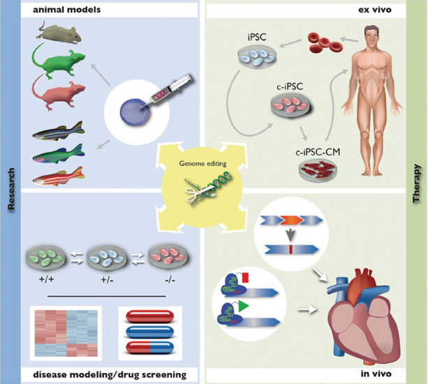 Genome editing in Cardiovascular Diseases 