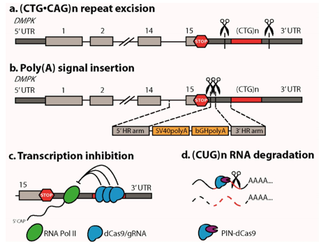 CRISPR/Cas9 Technology on Myotonic Dystrophy Research