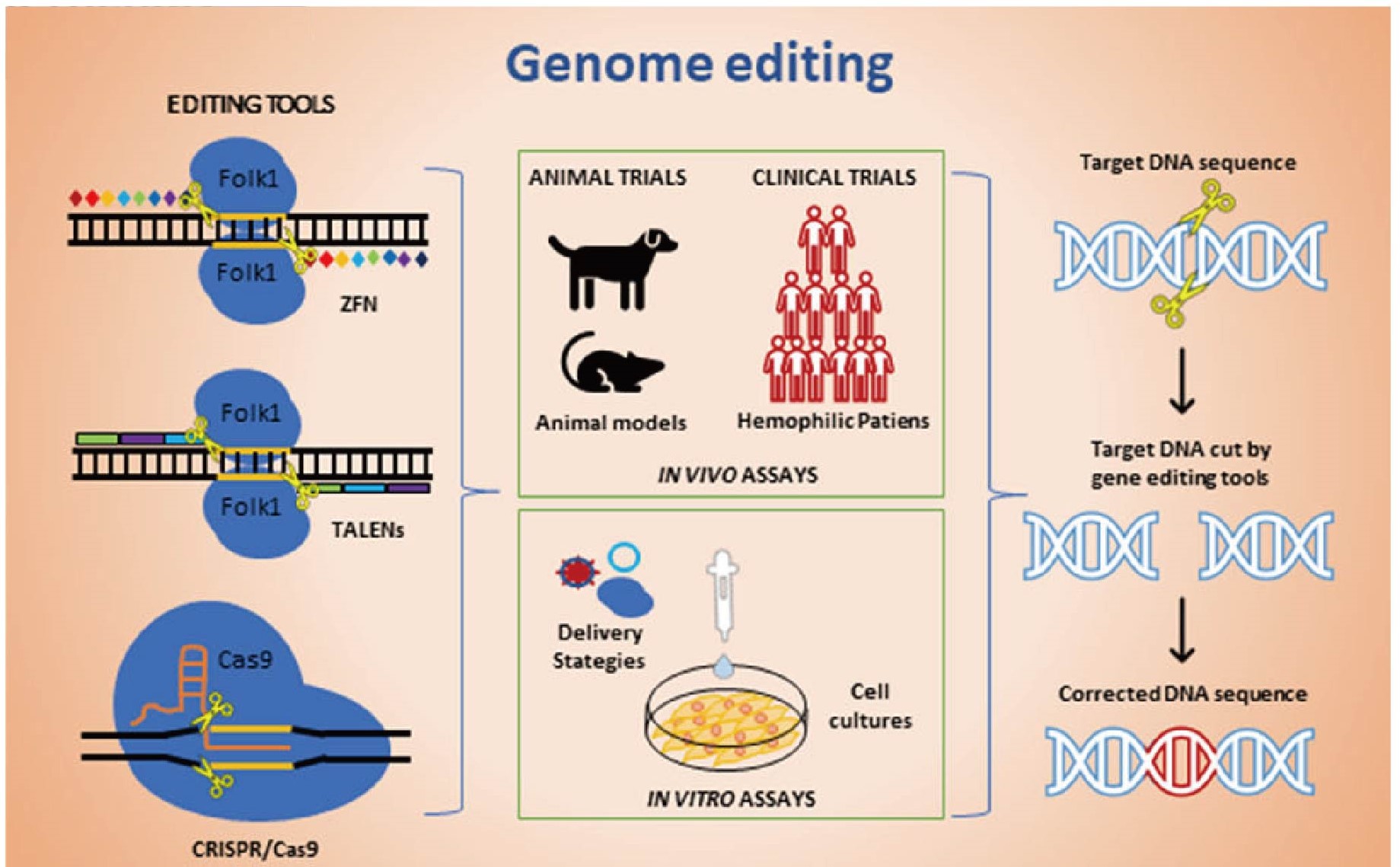 Genome editing therapy strategies for hemophilia. 