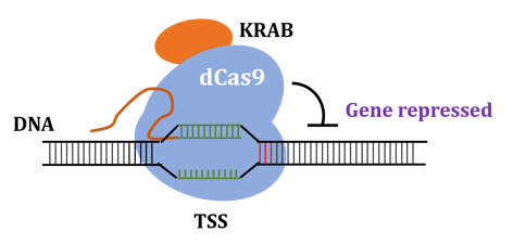 CRISPRi Stable Cell Lines