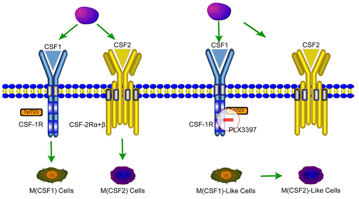 The transition from M2 macrophages to M1 macrophages in a TAM population induced by blockade of the CSF1/CSF-1R signal pathway.