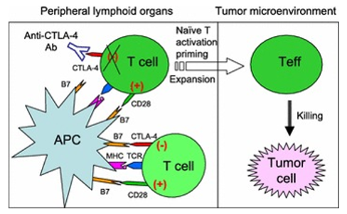  The prevailing view: CTLA-4 checkpoint blockade results in tumor immunity