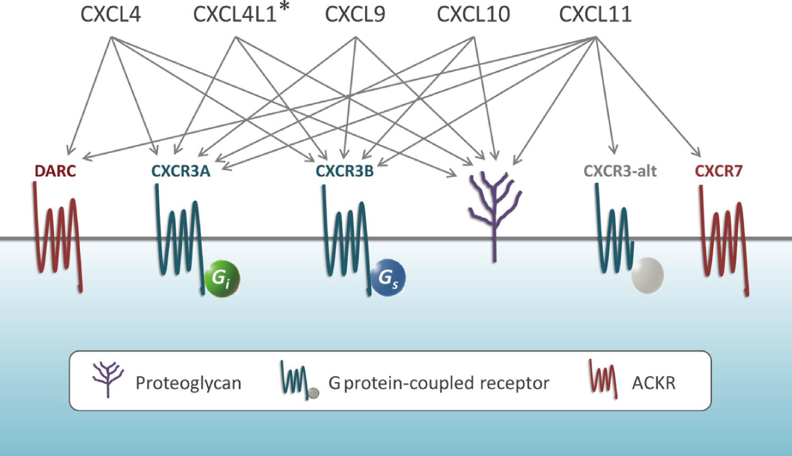 CXCR3 Gene Editing