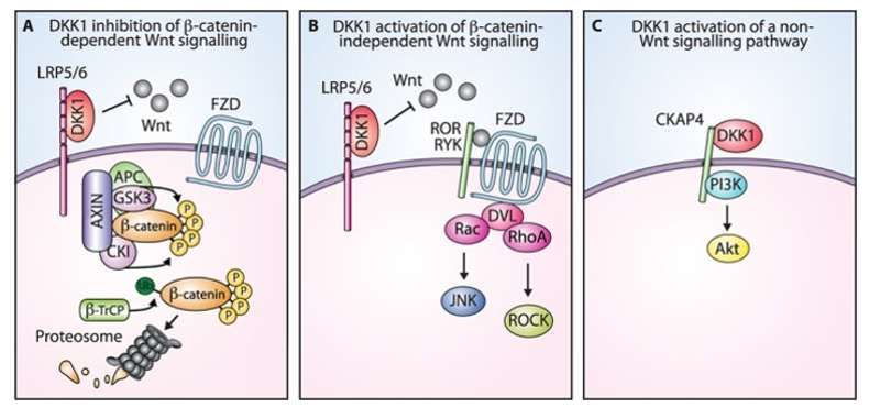 DKK1 regulation of signaling pathways