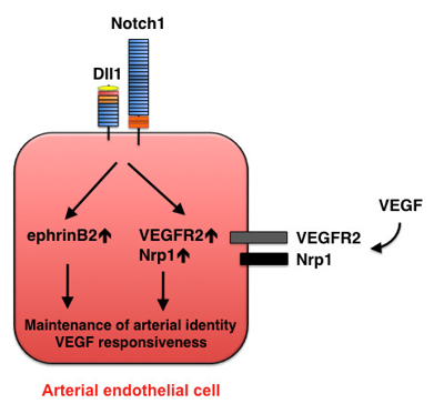 Maintenance of arterial identity mediated by Dll1-Notch signaling.