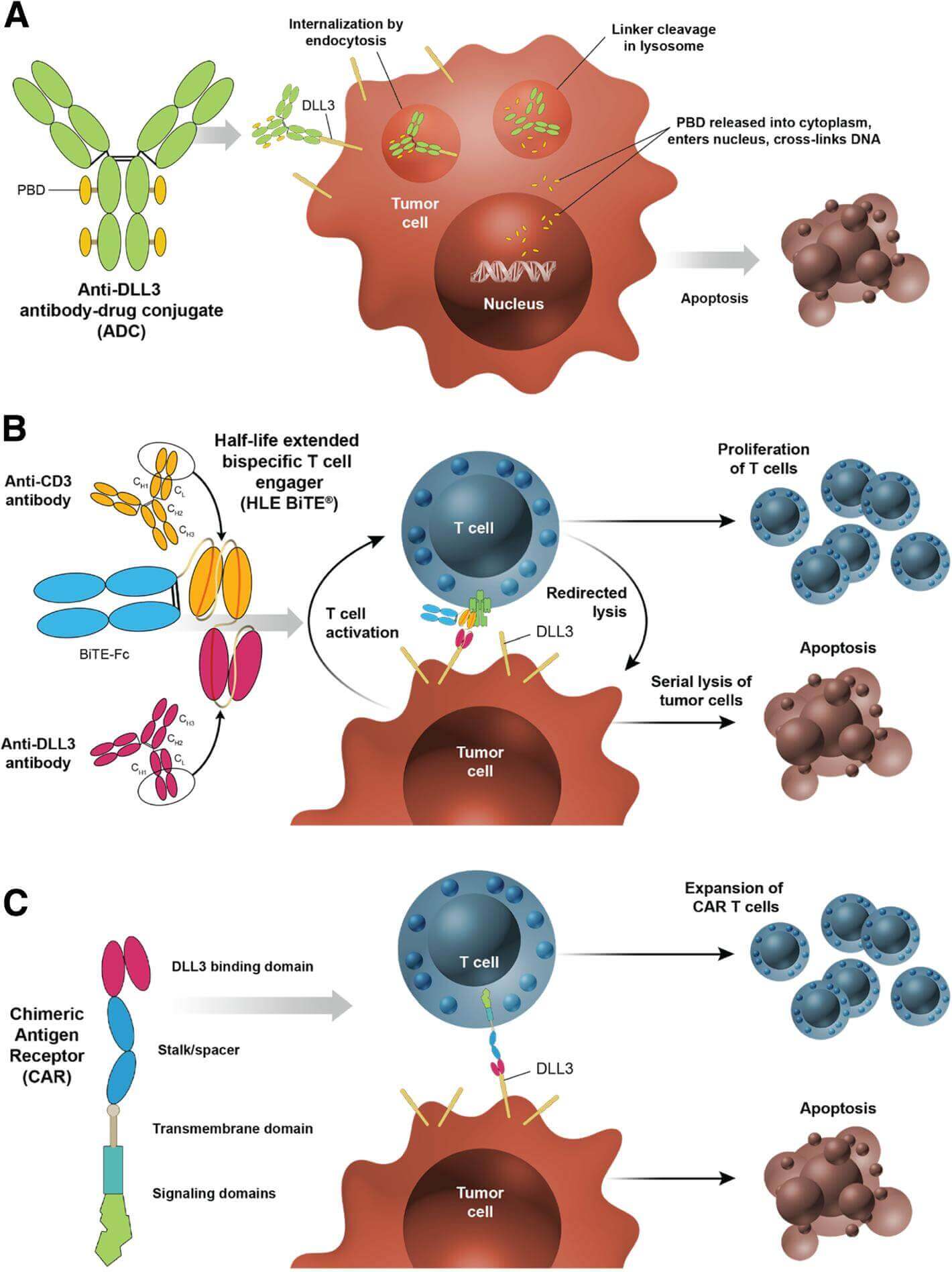 Figure 1. DLL3-targeted investigational products utilize distinct mechanisms of action.