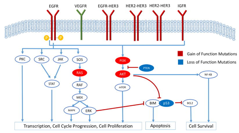  Epidermal growth factor receptor downstream signaling pathways