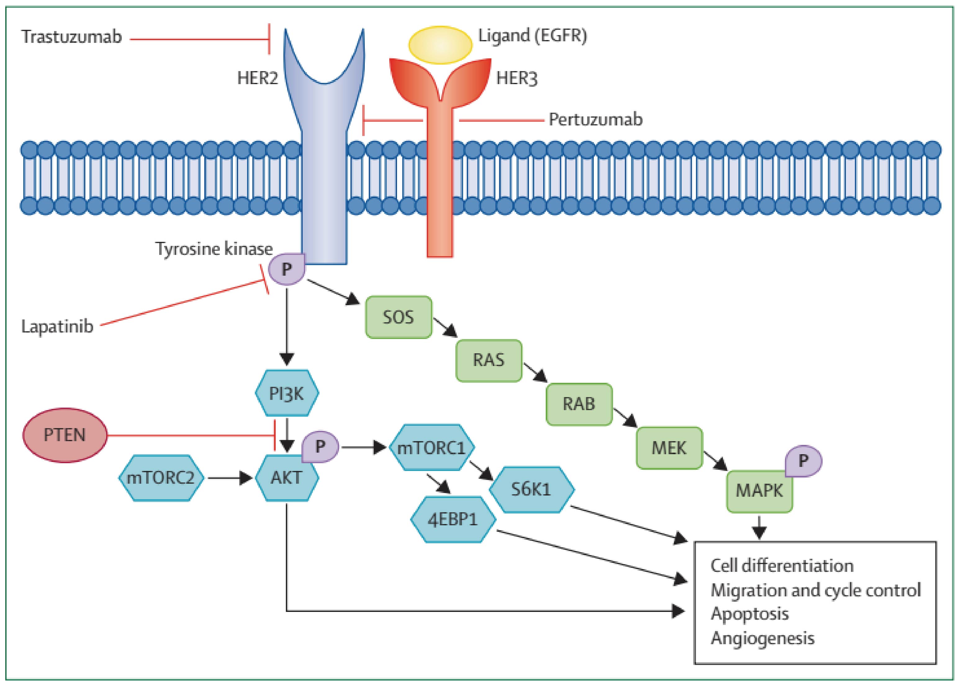 EGFR signalling pathway and targeted therapies. 