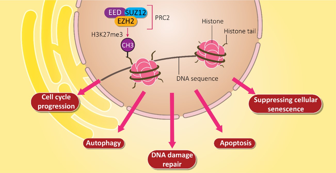 EZH2 signaling and its role in regulating downstream signaling pathways.