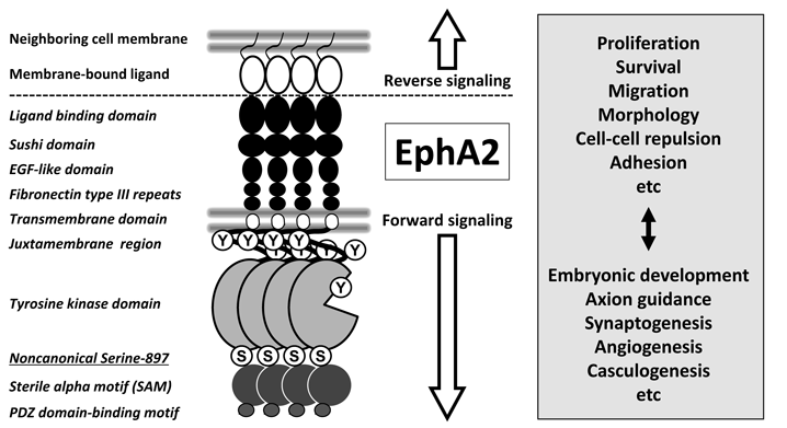  Structure and Function of the EphA2 Canonical Pathway