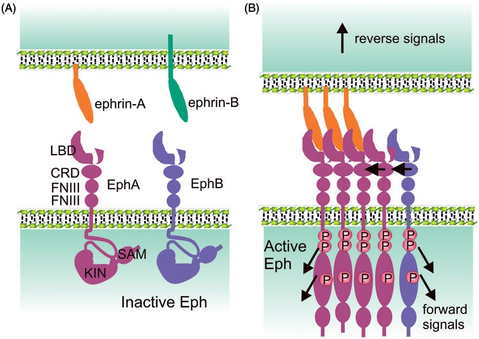 Diagram showing domain structure of A- and B-type Ephs and their cognate ephrin ligands.