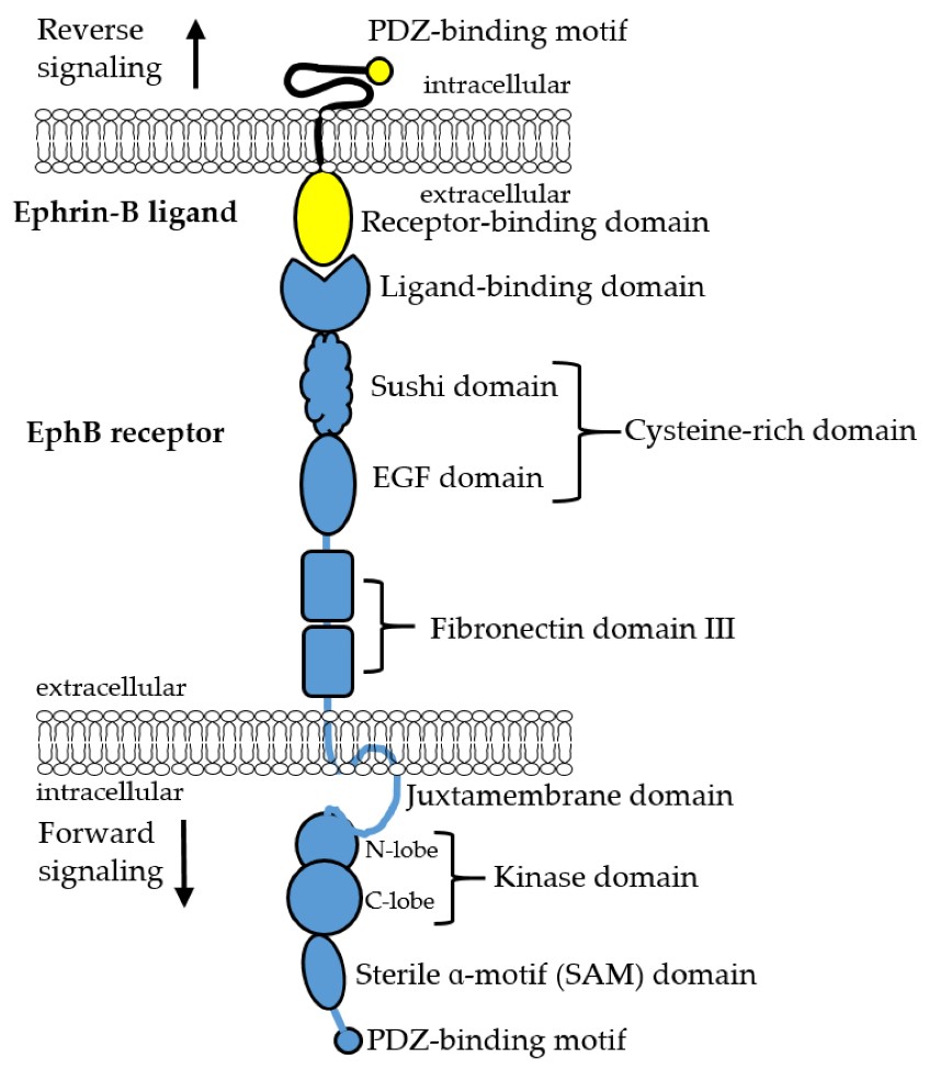 Domain organization of EphB receptors and ephrin-B ligands.