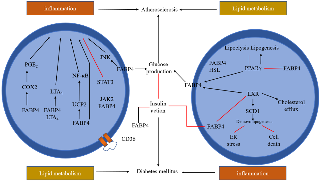 FABP4 intracellular function