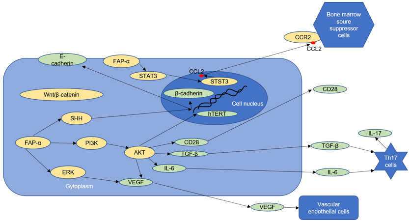 FAP-α affects tumor signal transduction pathway and immune regulation mechanism