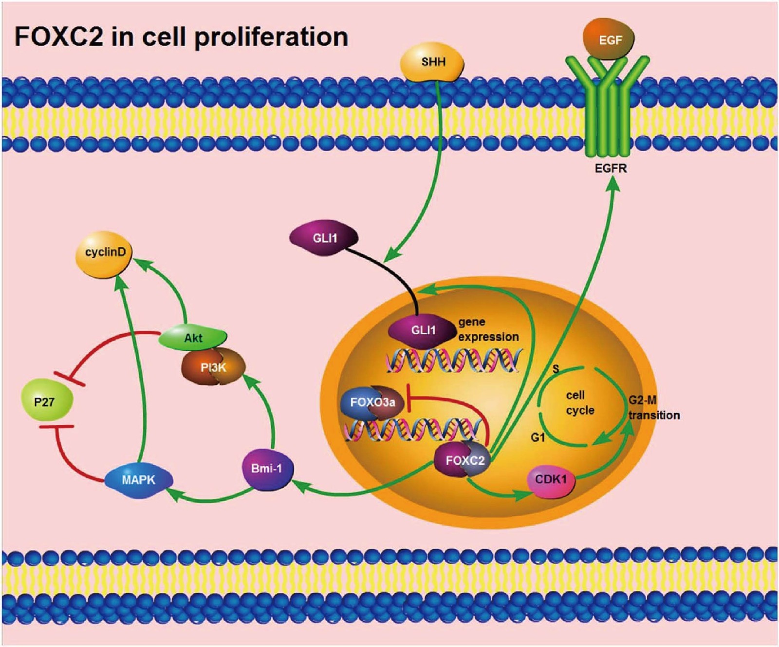 Illustration of the function of FOXC2 in cancer cell proliferation.