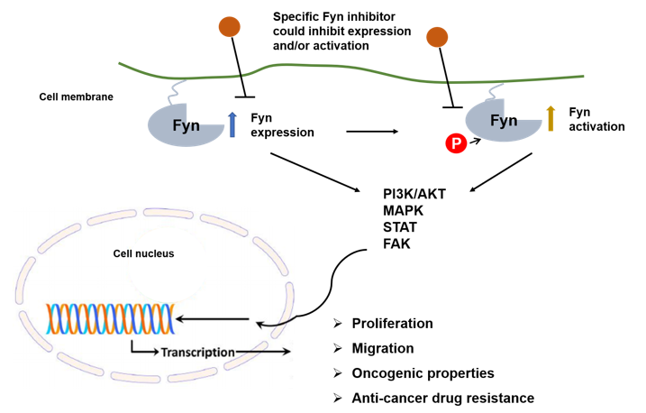  Overview of the molecular and cellular effects of Fyn