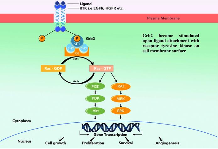 A model of Grb2 signaling pathway.