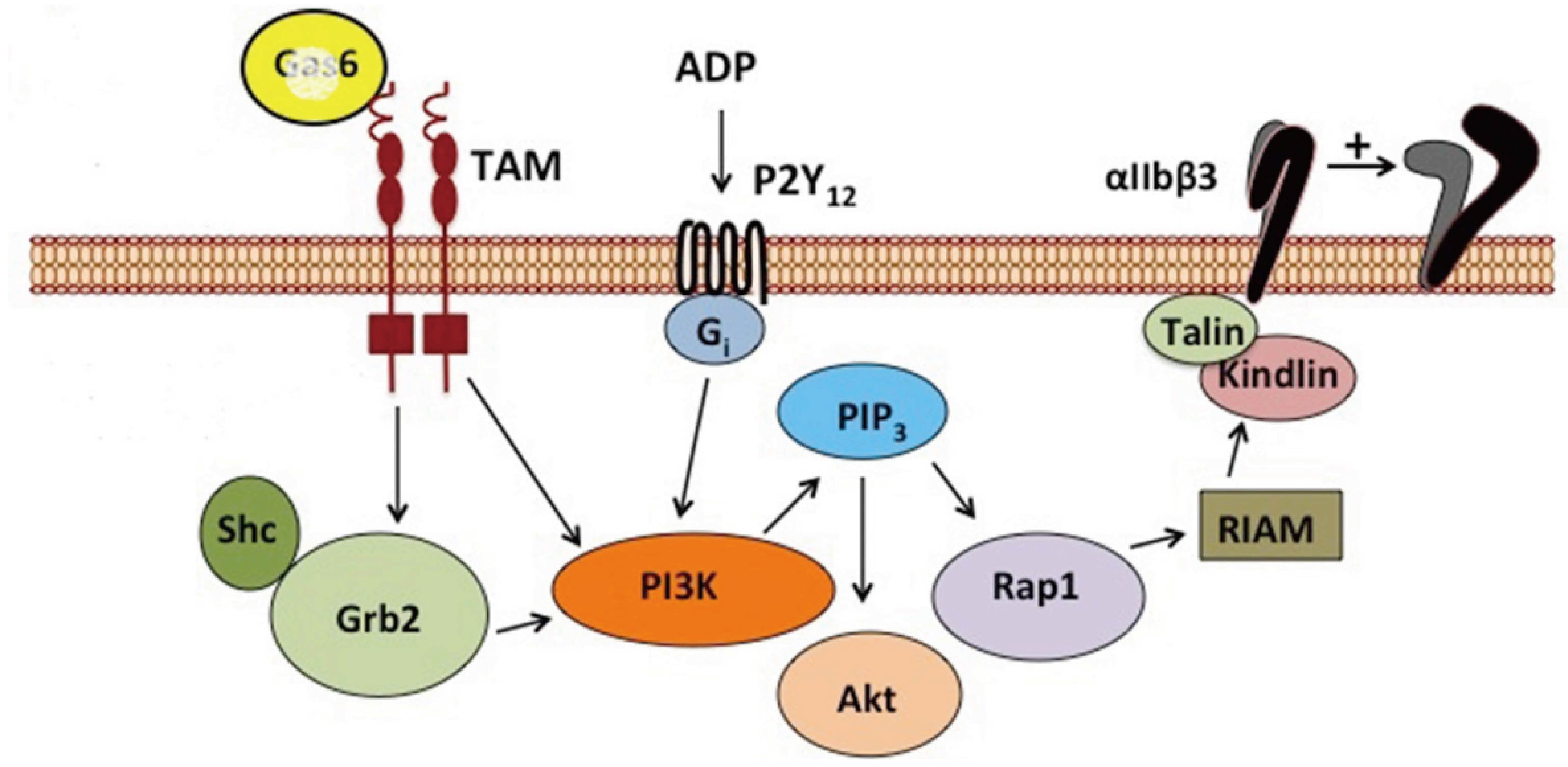 Schematic representation of the GAS6/TAM signaling pathway.