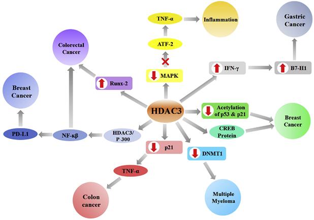 HDAC3 Gene Editing