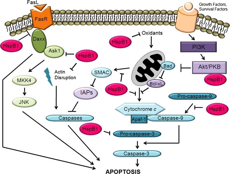 Figure 1. Role of HspB1 in apoptosis.