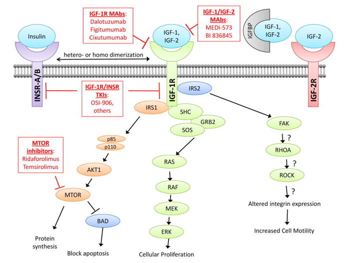  Schematic representation of the IGF-1R signaling network and nodes of therapeutic blockade