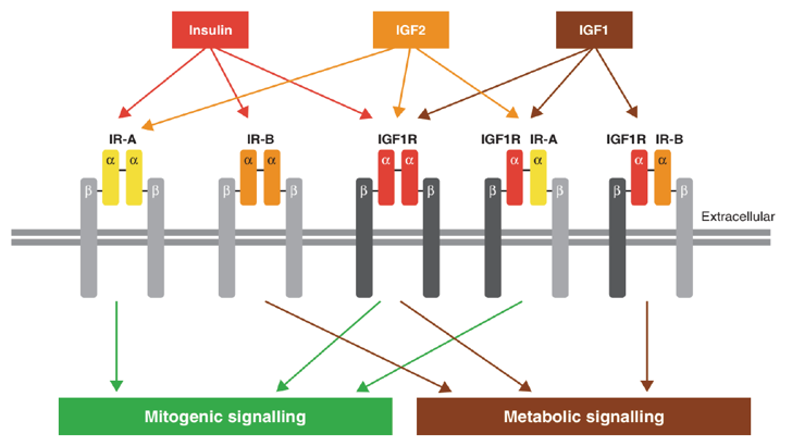 Ligands and receptors of the IGF system.