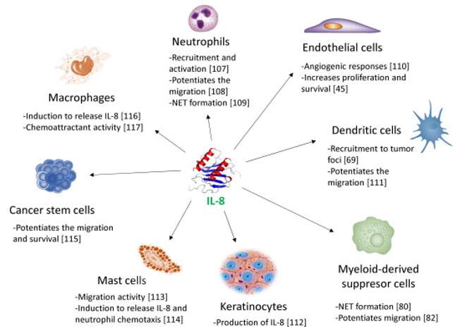 Interleukin-8 in cancer pathogenesis, treatment and follow-up