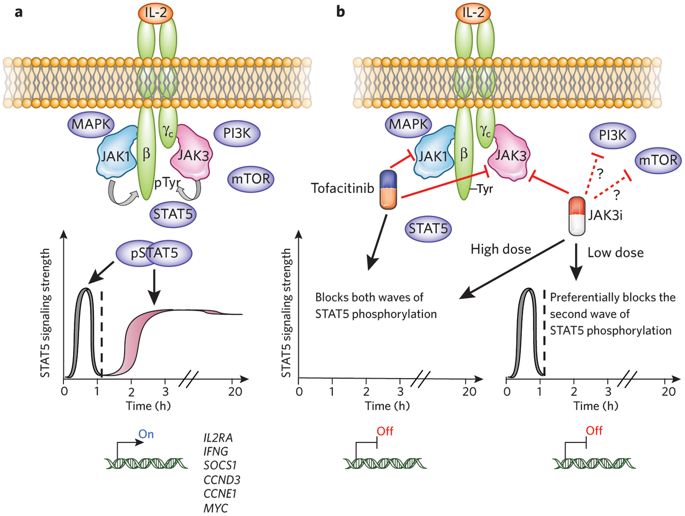 JAK3 Gene Editing