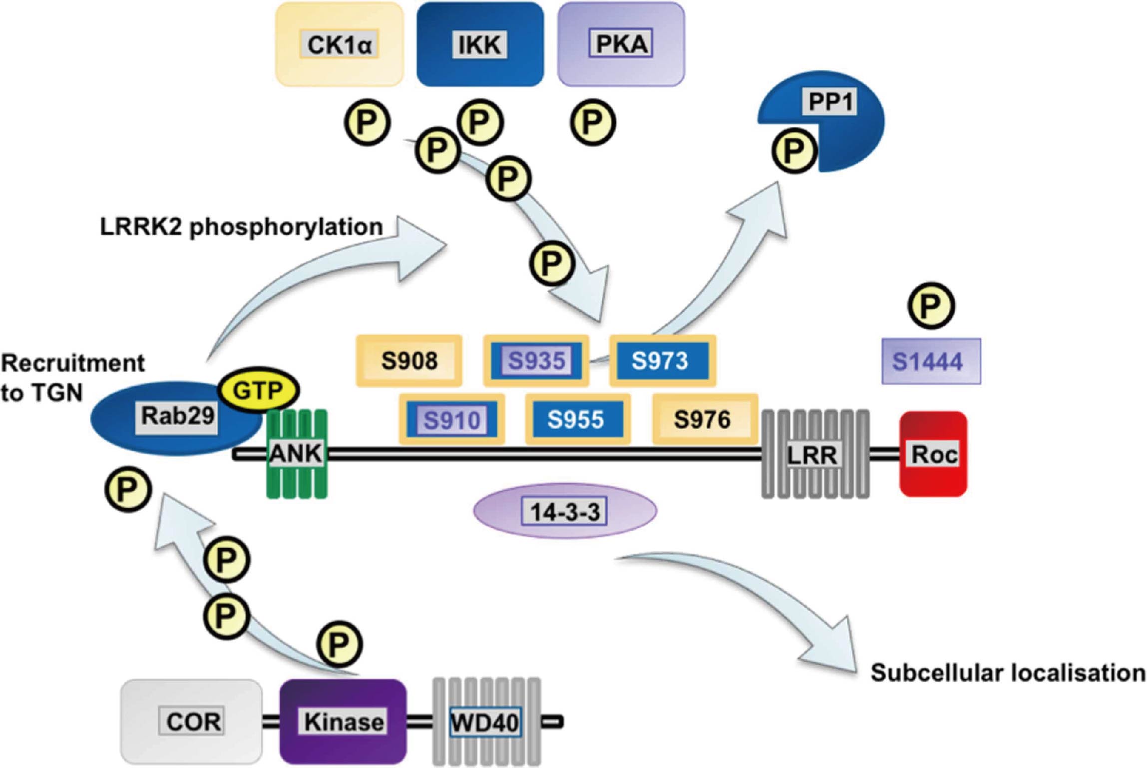 Upstream regulation of LRRK2.