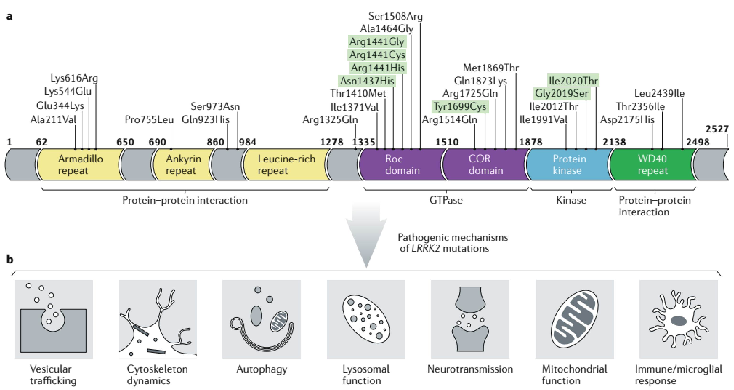 Structure and function of LRRK2. 