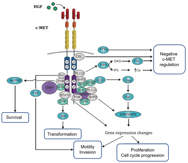 c-MET signaling adaptors and mediators