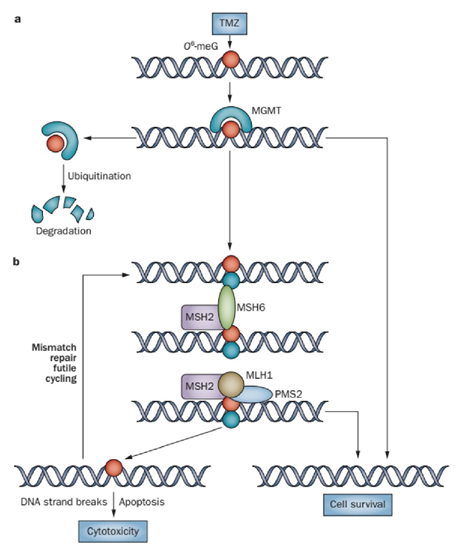 MGMT Gene Editing