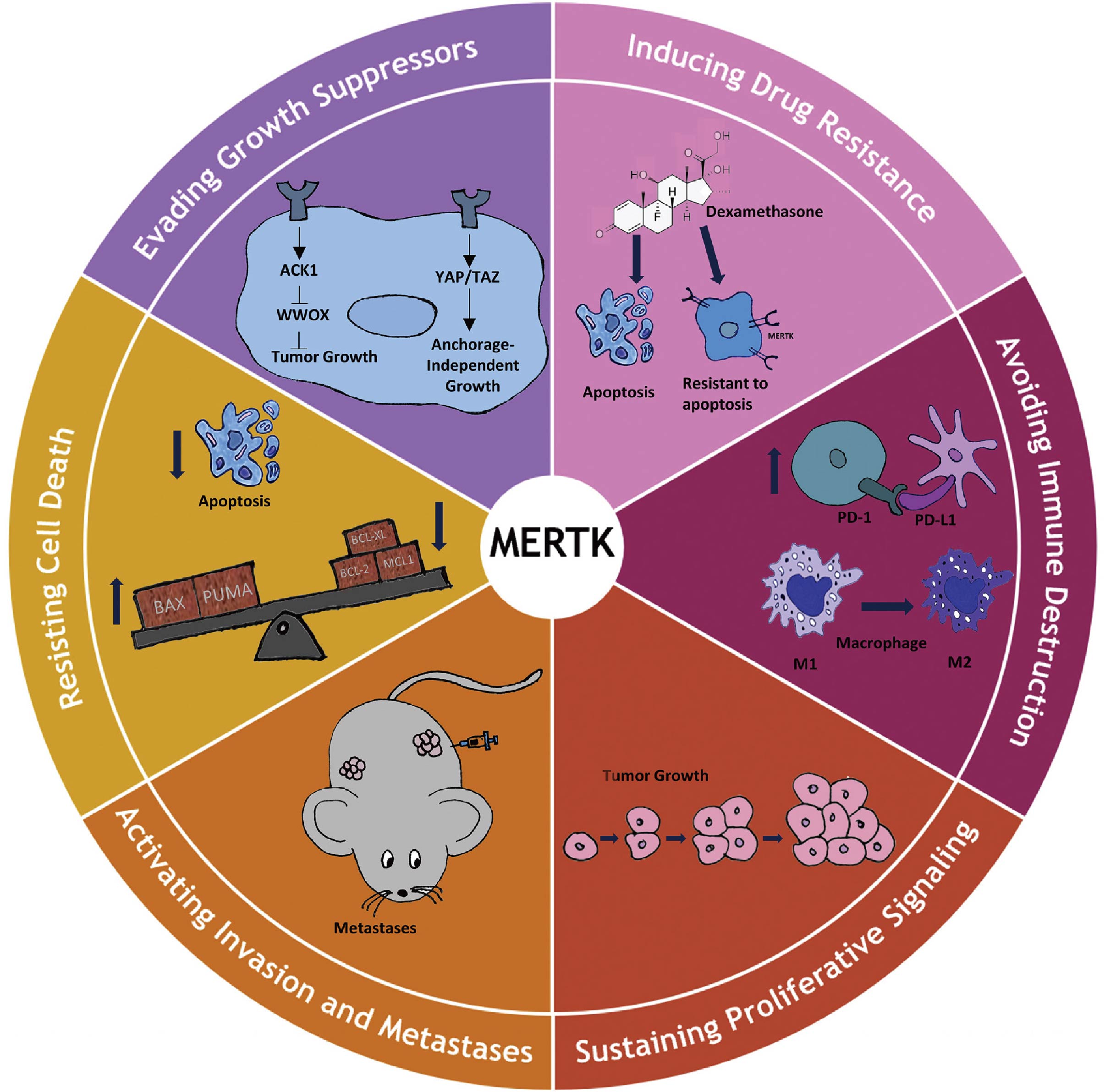 MERTK regulating hallmarks of cancer.