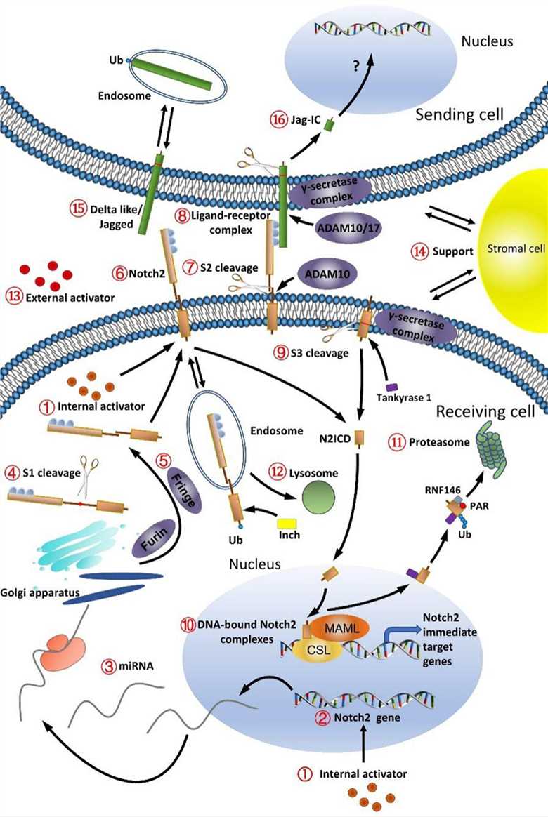 Figure 1. Oncogenic Notch2 signaling and potential therapeutic targets.